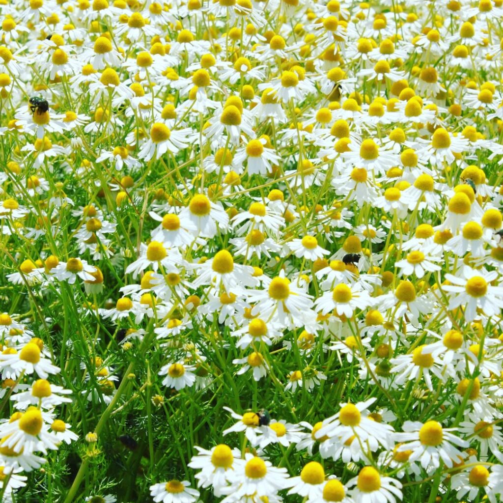 komoneモイストリッチローションに使っている無農薬有機栽培のカモミール。お肌に潤いを与えてくれ、ターンオーバーを速めてくれます