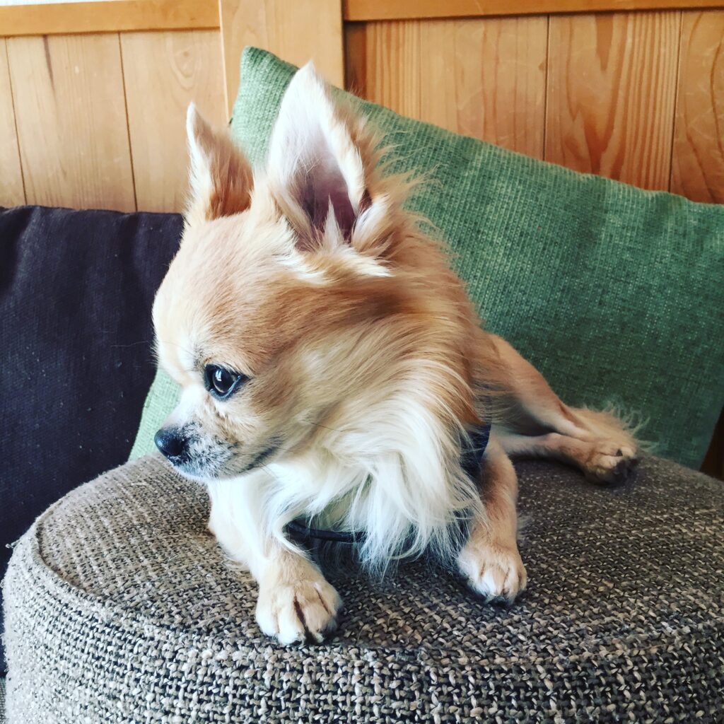 信州安曇野産のマコモを乳酸発酵させ、奄美大島産のマコモから作られた黒穂菌、枕崎の鰹節の血合い部分を配合した愛犬用のサプリメント、マコモクッキー