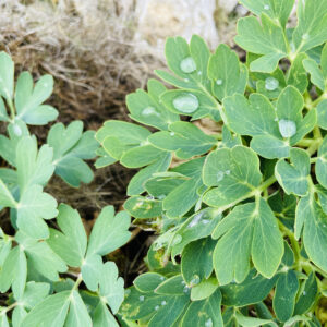 奄美大島産長命草
