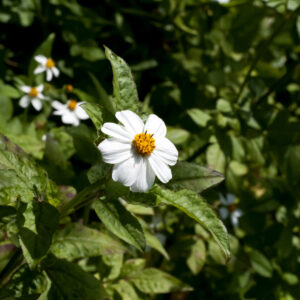 奄美大島産ビデンスピローサ