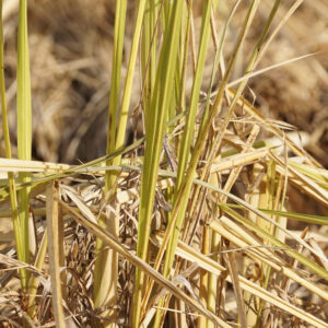 信州安曇野産のマコモ。きれいな水で作られたマコモはエネルギー値が高い。お肌を健やかに保つ働きがある