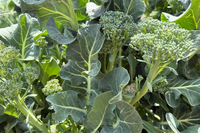 ブロッコリーは鉄分が豊富