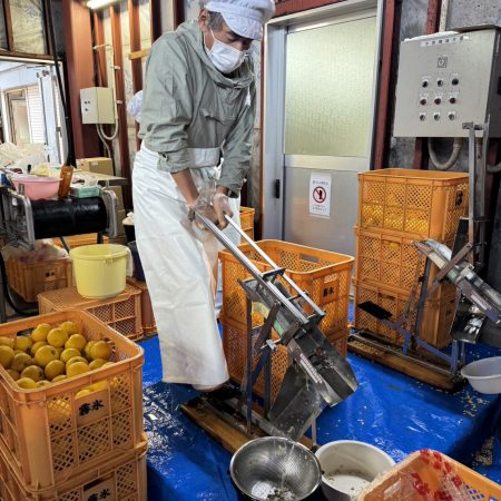 ビタミンＣとヘスペリジンをバランスよく含む、長崎の隠れキリシタンが残した幻の果実ゆうこう