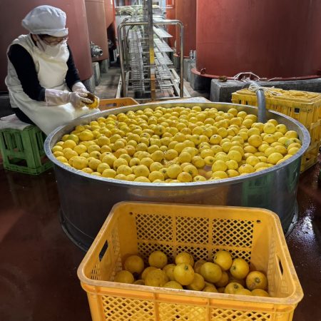 ビタミンＣとヘスペリジンをバランスよく含む、長崎の隠れキリシタンが残した幻の果実ゆうこう